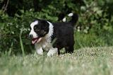 BERGER AUSTRALIEN PUPPIES 333